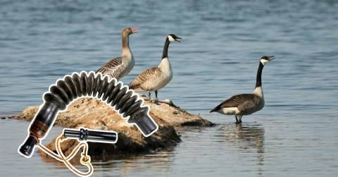 The Best Short Reed Goose Call For Beginners: Suggestions & Considerations