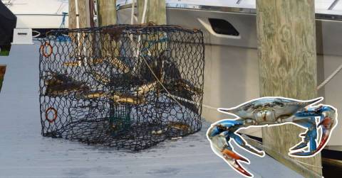 The 10 Best Blue Crab Bait Of 2024, Tested By CampFireHQ