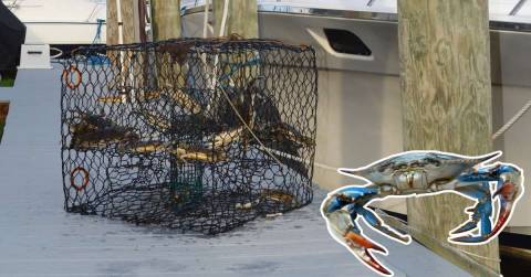 The 10 Best Blue Crab Bait Of 2025, Tested By CampFireHQ
