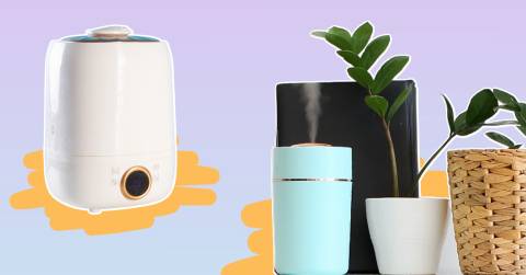 The Best Plant Humidifier For 2024