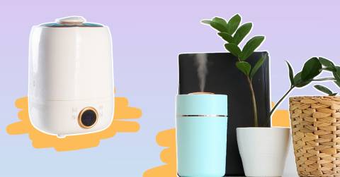 The Best Plant Humidifier For 2025