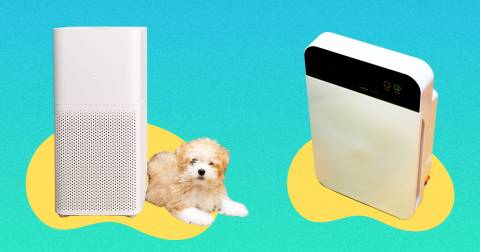 The Best Air Purifier For Dust And Pet Hair In 2024