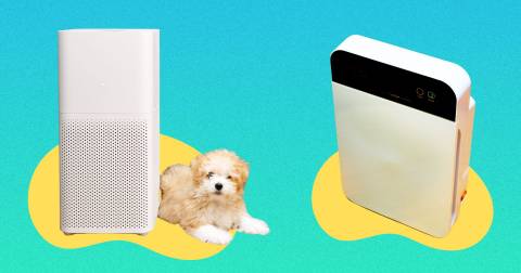 The Best Air Purifier For Dust And Pet Hair In 2025