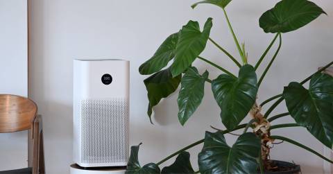 The Best Air Purifiers For Dust Mites In 2024: Our Top Picks