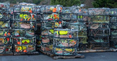 The Best Bait For Crab Traps We've Tested: Top Reviews By Experts