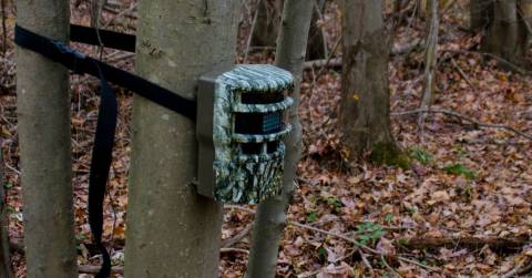 Best Infrared Trail Camera Of 2024: Best Picks & Buying Guides
