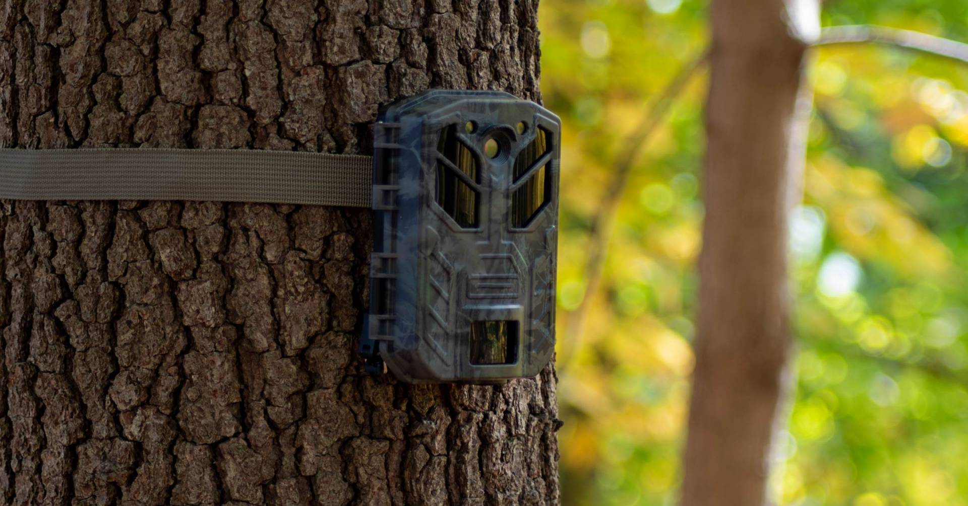 The Best No Flash Trail Cameras In 2024 & Advice
