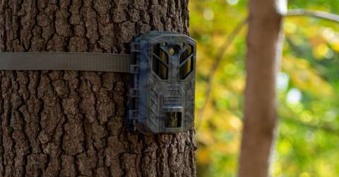The Best No Flash Trail Cameras In 2024: Recommendations & Advice