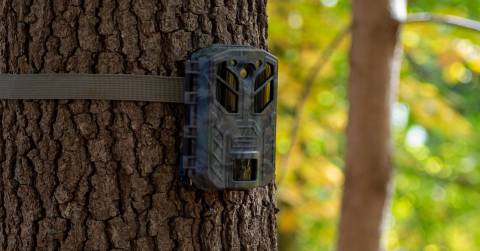 The Best No Flash Trail Cameras In 2025: Recommendations & Advice