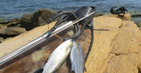 The Best Speargun For Beginners: Rankings In 2025 & Purchasing Tips