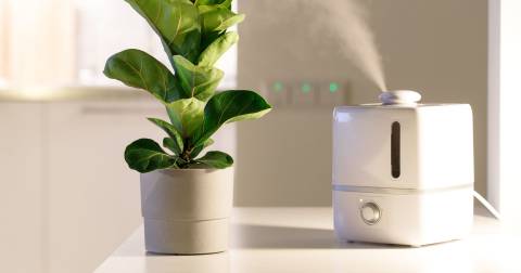The Best Steam Humidifier For 2023