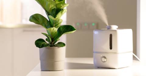 The Best Steam Humidifier For 2024