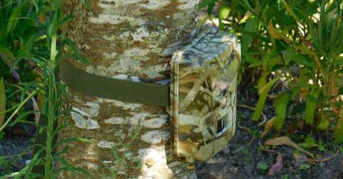 Best White Flash Trail Camera Of 2024 - Buying Guides & FAQs