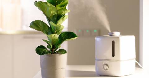 The Most Energy Efficient Humidifier Of 2024: Top-rated And Buying Guide