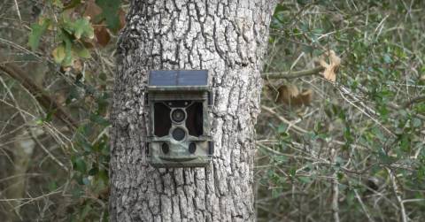 The Real Time Trail Cam - Complete Buying Guide 2024