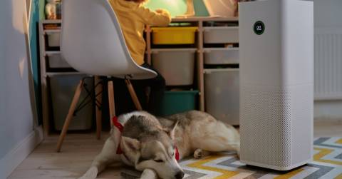 The Best Air Purifier For Pets Large Room In 2024