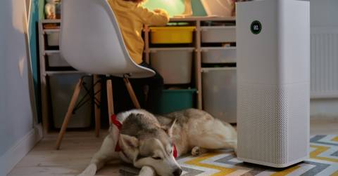 The Best Air Purifier For Pets Large Room In 2025
