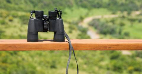 The Best 10x42 Binoculars For Bird Watching In 2025
